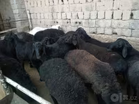 قوچ, Rhon sheep — عکس 4