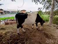 گاو ماده, Russian Black pied cattle — عکس 1