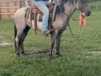 Cavallo, Quarter Horse — foto 3