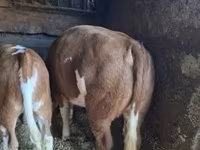 Bou, Rasa gri ungară — foto 1