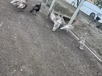 Turkeys — fotografija 7