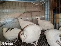Chickens — الصورة 3