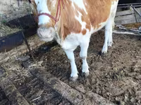 گاو نر, Simmental cattle — عکس 2