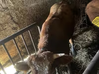 İnek, Simmental cattle — foto 1
