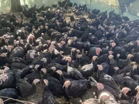Turkeys — foto 1