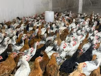 Chickens — foto 1