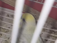 Məhsul: Dalmatin/limon rəng çalarları olan cüt dalmaçyalı-budgerigar — fotografija 5