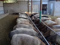 Widder, Rhon sheep — Foto 2
