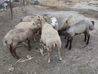 قوچ, گوسفند — عکس 2