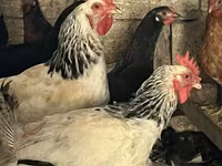 Chickens — foto 2