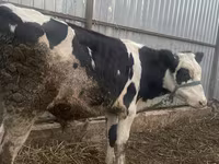 Kuh, Russian Black pied cattle — Foto 4