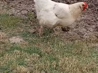 Chickens — foto 6