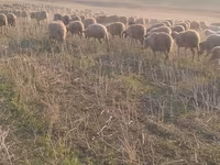 Sheep, Sheep — photo 1
