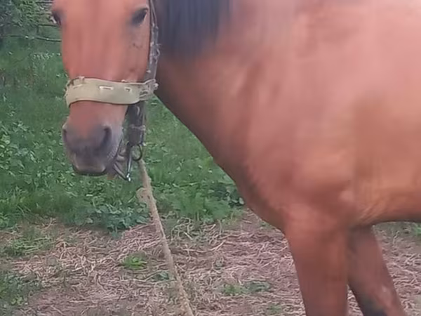 Hingst, Heste