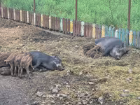 母猪, Pigs — 照片 3