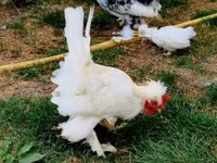 Chickens — foto 6