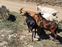 بکرا, Nubian Goat — تصویر 4