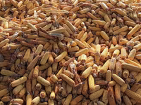 Кукуруза 🌽🌽🌽 — 1-rasm