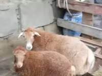 میش, گوسفند — عکس 1