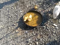 Ducks — Foto 3