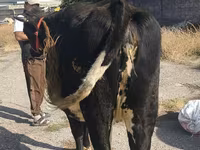 Vacă, Russian Black pied cattle — foto 6