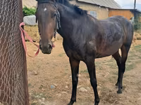 Hengst, Thoroughbred horse — Foto 6