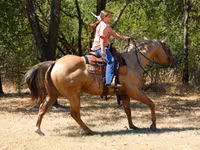 ม้าตัวผู้, Quarter Horse — รูปภาพ 6