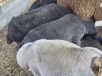 قوچ, Arashan sheep — عکس 4