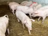 Scrofa — foto 4