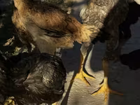Chickens — foto 2