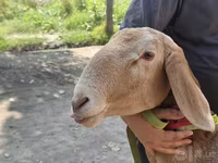 Kambing jantan, Arashan sheep — foto 4