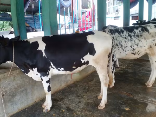 ላም, Holstein breed — ባንግላዲሽ
