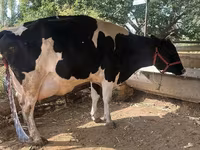 Bou, Rasa Holstein — foto 4