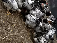Chickens — foto 8