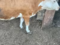 Vacă, Simmental cattle — foto 2