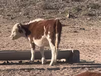 گاو ماده, Latvian Blue cattle — عکس 8