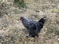 Chickens — foto 5