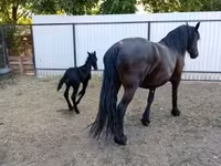 Klisna, Friesian — foto 4