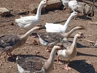 Geese — zdjęcie 5