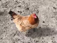 Chickens — Foto 2