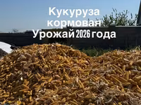 УРОЖАЙ 2026 ГОДА ❕ Кукуруза кормовая в початках🌽 Сорт «Торро» 🌽 Цена — ảnh 1