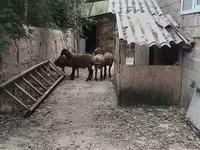 مینڈھا, Hissar sheep — تصویر 1
