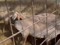 Ovce, Edilbay sheep — foto 4