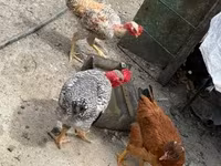 Chickens — picha 3