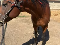 Pastuv, Arabian horse — fotografija 2