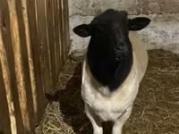 แกะตัวเมีย, Dorper sheep — รูปภาพ 3