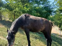 ፈረስ, Horses — ፎቶ 1