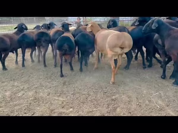 ভেড়ার পাঁঠা, ভেড়া