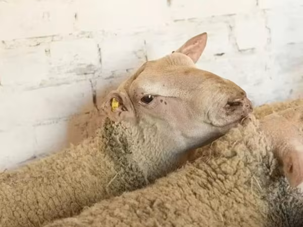 የጎትት አውራ በግ, Precoce sheep