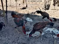 Japonský bantam — foto 2